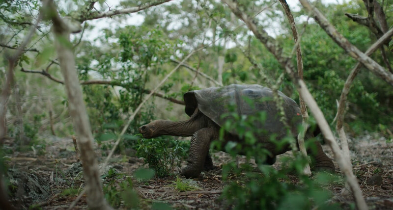 Read more about the article HURTIGRUTEN GALAPAGOS – THE MIRACULOUS ISLANDS