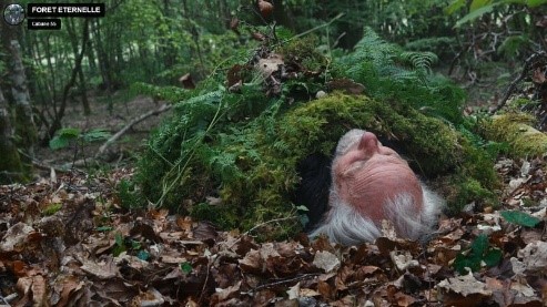 Read more about the article ETERNAL FOREST