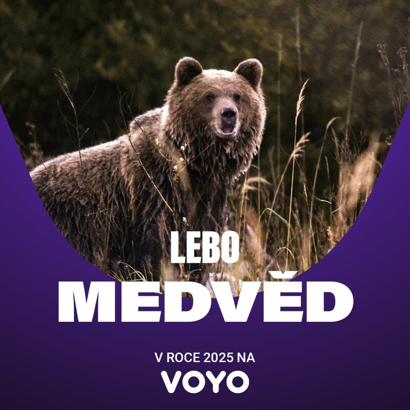 Read more about the article Because of the Bear